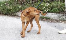 GIACOMO, Hund, Mischlingshund in Bulgarien - Bild 10