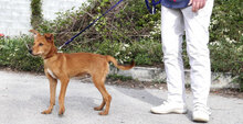 GIACOMO, Hund, Mischlingshund in Bulgarien - Bild 4