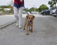 MARTY, Hund, Mischlingshund in Bulgarien - Bild 2