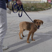 MARTY, Hund, Mischlingshund in Bulgarien - Bild 4