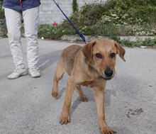 MARTY, Hund, Mischlingshund in Bulgarien - Bild 8