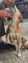 FORTUNA, Hund, Mischlingshund in Italien - Bild 3