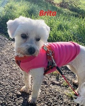 BRITA, Hund, Malteser in Kohlberg - Bild 5