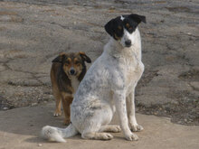 TRIPSI, Hund, Mischlingshund in Bulgarien - Bild 2