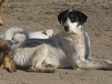 TRIPSI, Hund, Mischlingshund in Bulgarien - Bild 3