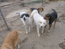 TRIPSI, Hund, Mischlingshund in Bulgarien - Bild 8