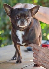 IMANY, Hund, Chihuahua in Saal