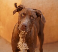 MANILA, Hund, Jagdhund-Mix in Italien - Bild 1