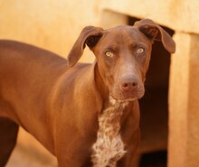 MANILA, Hund, Jagdhund-Mix in Italien - Bild 11