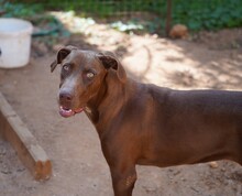 MANILA, Hund, Jagdhund-Mix in Italien - Bild 14