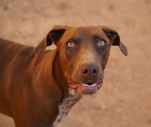 MANILA, Hund, Jagdhund-Mix in Italien - Bild 15