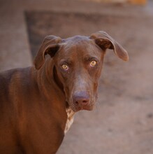 MANILA, Hund, Jagdhund-Mix in Italien - Bild 2