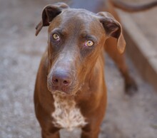 MANILA, Hund, Jagdhund-Mix in Italien - Bild 5