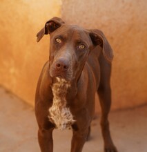 MANILA, Hund, Jagdhund-Mix in Italien - Bild 8