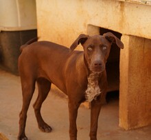 MANILA, Hund, Jagdhund-Mix in Italien - Bild 9