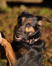 LIO, Hund, Mischlingshund in Kerpen - Bild 18