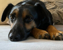 LIO, Hund, Mischlingshund in Kerpen - Bild 2