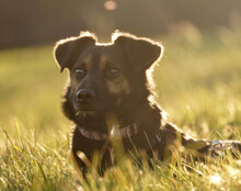 LIO, Hund, Mischlingshund in Kerpen - Bild 24