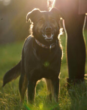 LIO, Hund, Mischlingshund in Kerpen - Bild 25