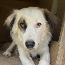 VOPO, Hund, Mischlingshund in Griechenland - Bild 1