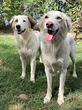 VOPO, Hund, Mischlingshund in Griechenland - Bild 10