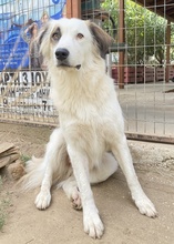 VOPO, Hund, Mischlingshund in Griechenland - Bild 3