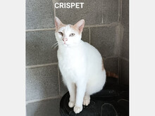 CRISPET, Katze, Europäisch Kurzhaar in Spanien - Bild 1