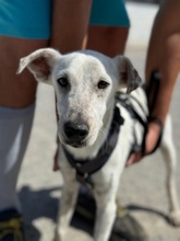 BLANCO, Hund, Bodeguero Andaluz in Spanien - Bild 1