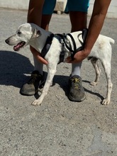 BLANCO, Hund, Bodeguero Andaluz in Spanien - Bild 2