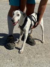 BLANCO, Hund, Bodeguero Andaluz in Spanien - Bild 3