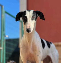 ARI, Hund, Galgo Español-Greyhound-Mix in Spanien - Bild 1