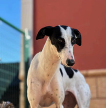 ARI, Hund, Galgo Español-Greyhound-Mix in Spanien - Bild 2