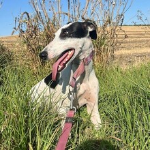 ARI, Hund, Galgo Español-Greyhound-Mix in Spanien - Bild 3