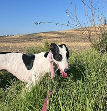 ARI, Hund, Galgo Español-Greyhound-Mix in Spanien - Bild 4