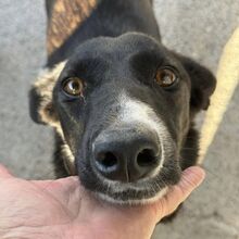 SAVANNAH, Hund, Border Collie-Mix in Spanien - Bild 2