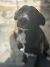 SAVANNAH, Hund, Border Collie-Mix in Spanien - Bild 3