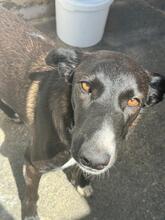 SAVANNAH, Hund, Border Collie-Mix in Spanien - Bild 5