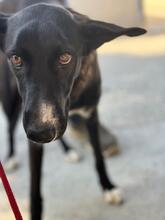 SAVANNAH, Hund, Border Collie-Mix in Spanien - Bild 6