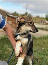 RANIA, Hund, Mischlingshund in Rumänien - Bild 2