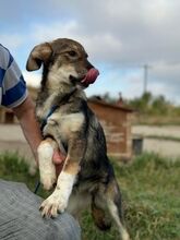 RANIA, Hund, Mischlingshund in Rumänien - Bild 8