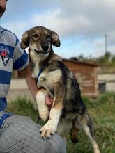 RANIA, Hund, Mischlingshund in Rumänien - Bild 9