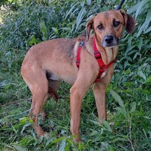 FRIEDA, Hund, Mischlingshund in Portugal - Bild 5