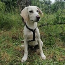 BRUNO, Hund, Mischlingshund in Portugal - Bild 2