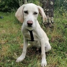 BRUNO, Hund, Mischlingshund in Portugal - Bild 3