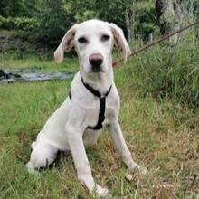 BRUNO, Hund, Mischlingshund in Portugal - Bild 4