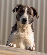 JIMMI, Hund, Herdenschutzhund in Rumänien - Bild 1