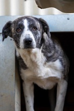 JIMMI, Hund, Herdenschutzhund in Rumänien - Bild 2