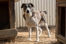 JIMMI, Hund, Herdenschutzhund in Rumänien - Bild 3