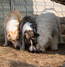 JIMMI, Hund, Herdenschutzhund in Rumänien - Bild 5