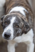 JIMMI, Hund, Herdenschutzhund in Rumänien - Bild 7
